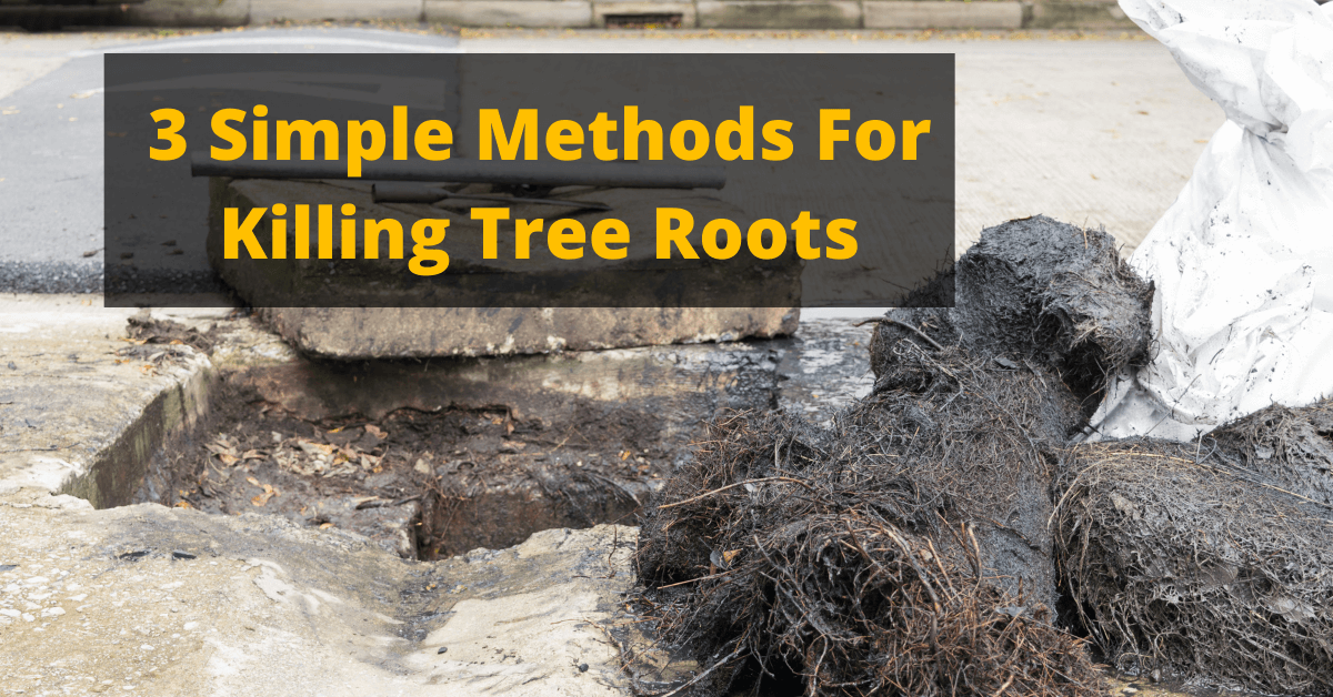 prevent tree roots from growing in sewer line