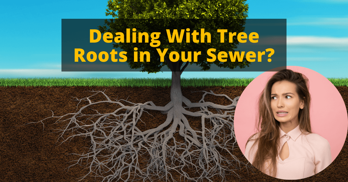Dealing With Tree Roots in Your Sewer