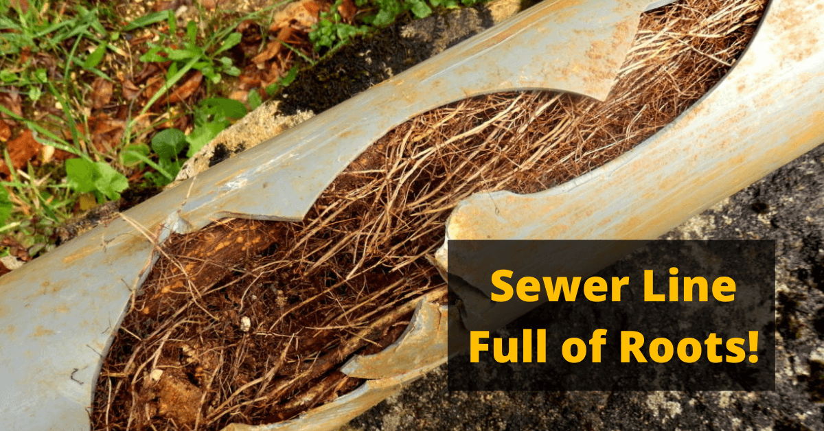 Sewer Line Full of Roots!