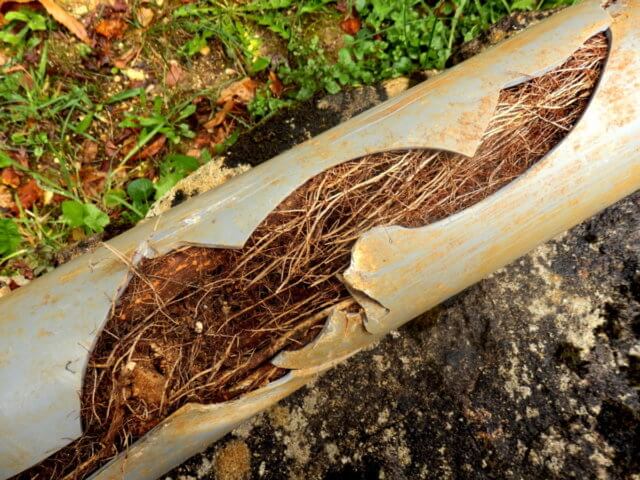 broken sewer pipe because of the tree roots